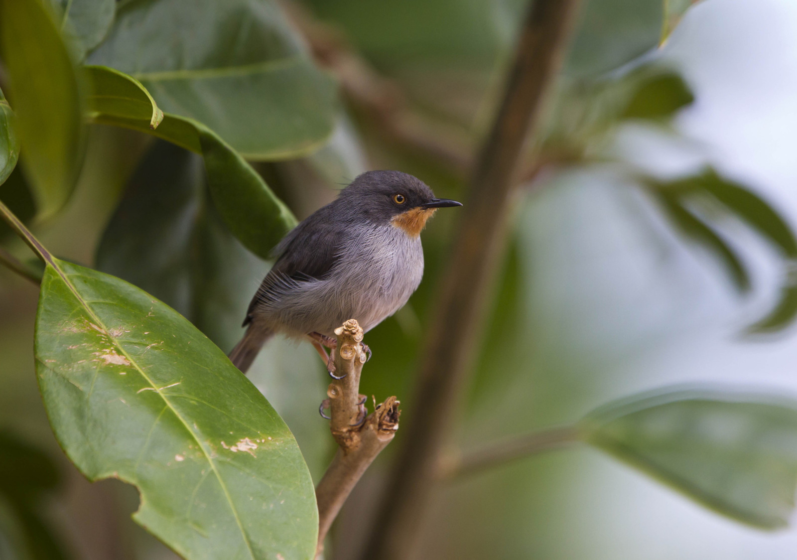 image Chestnut-throated Apalis
